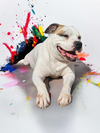 Baby - Diamond Dog - Photo 11