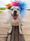 Baby - Diamond Dog - Photo 6