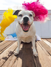 Baby - Diamond Dog - Photo 10