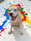 Baby - Diamond Dog - Photo 5