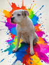 Baby - Diamond Dog - Photo 8