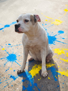 Baby - Diamond Dog - Photo 15