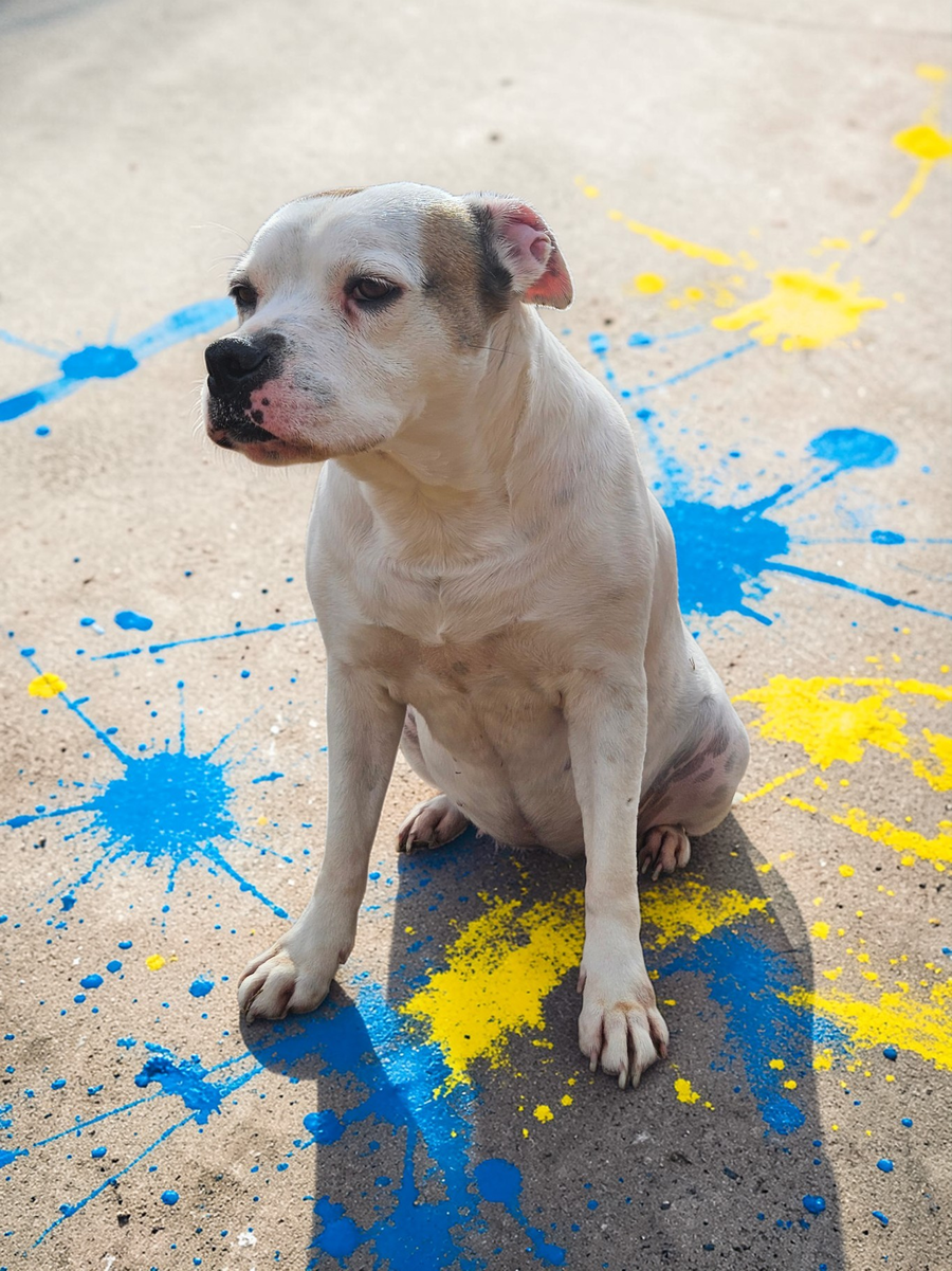 Baby - Diamond Dog
