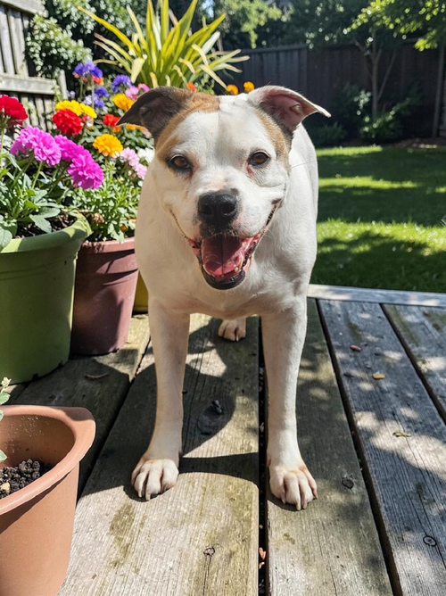 BABY - DIAMOND DOG - American Pit Bull Terrier / Boxer available for adoption