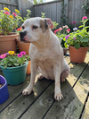 Baby - Diamond Dog - Photo 4