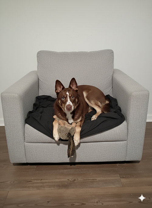 MO - Australian Kelpie / Australian Shepherd available for adoption