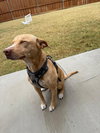 Rocky - Photo 6