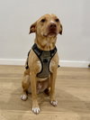 Rocky - Photo 1