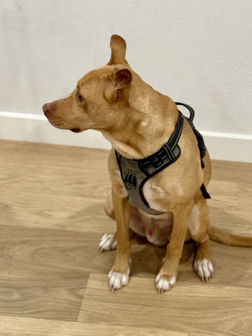 ROCKY - American Pit Bull Terrier / Chihuahua available for adoption