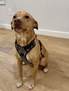 Rocky - Photo 3