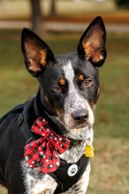MATRIX - Australian Cattle Dog/Blue Heeler available for adoption