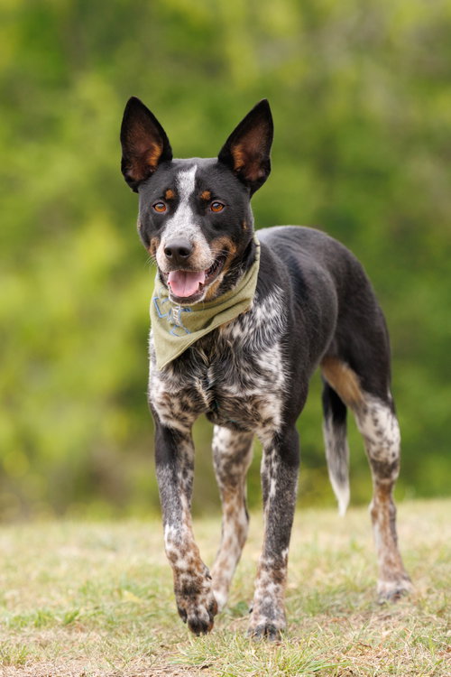 MATRIX - Australian Cattle Dog/Blue Heeler available for adoption