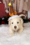 Frost - Photo 10