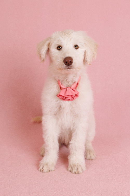 FROST - Great Pyrenees / Australian Cattle Dog/Blue Heeler available for adoption