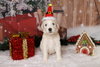 Flurry - Photo 10