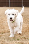 Flurry - Photo 6