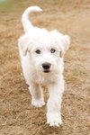 Flurry - Photo 5