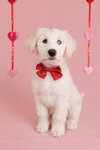Flurry - Photo 1