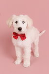 Flurry - Photo 2