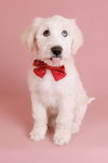 Flurry - Photo 3