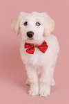 Flurry - Photo 4