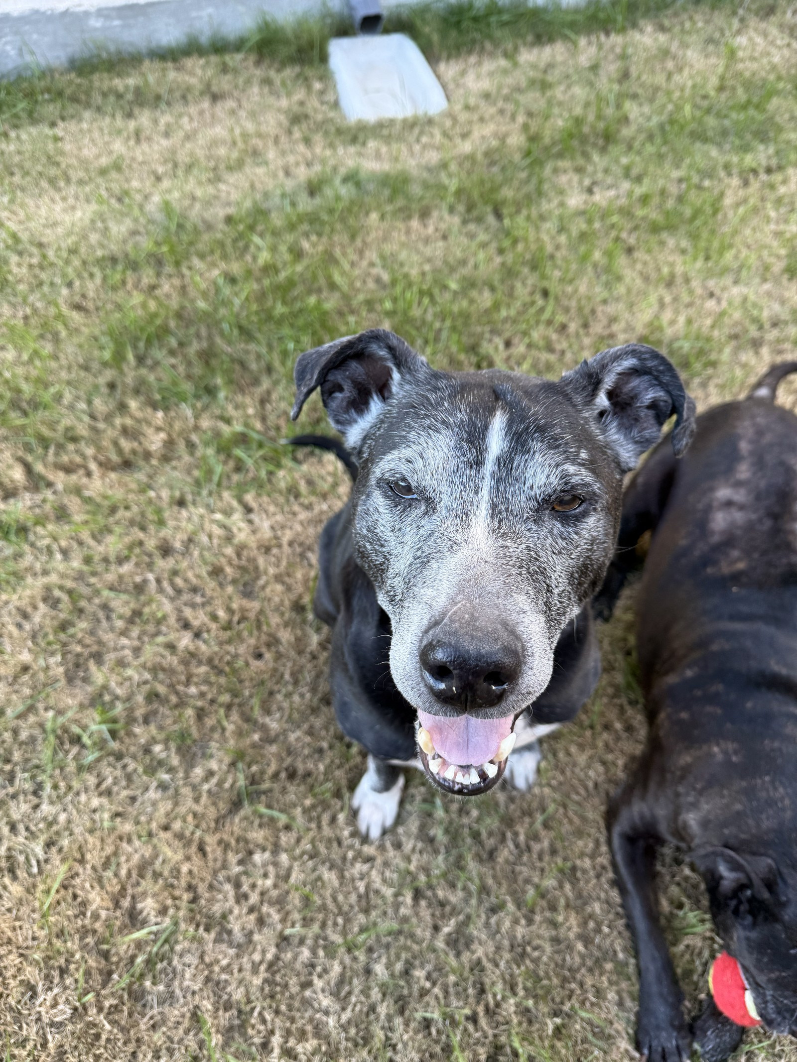 Coco