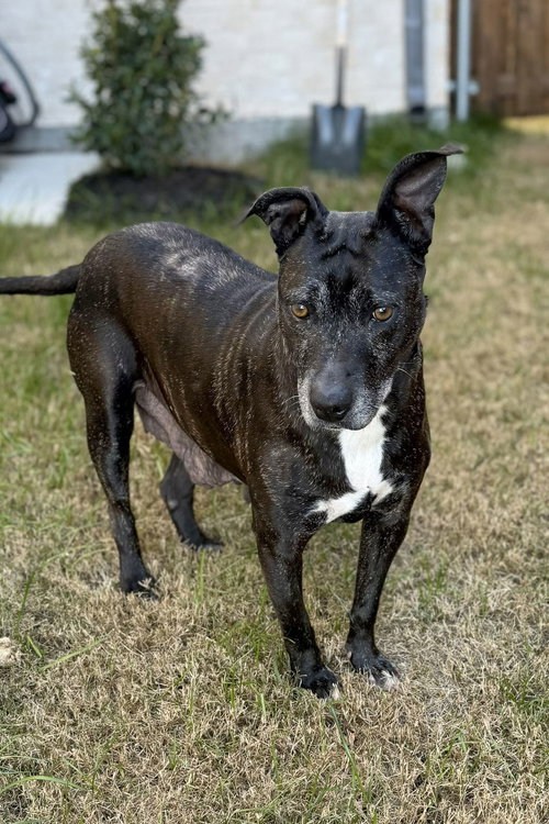 COCO - Labrador Retriever available for adoption