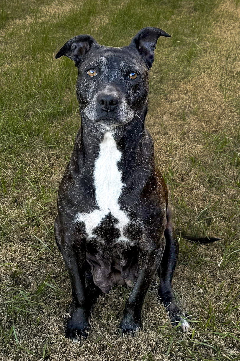 D.O.G