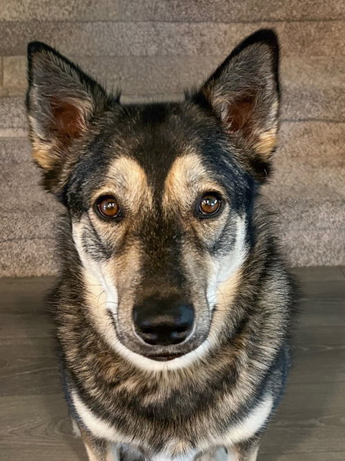 ROOKIE - Husky available for adoption