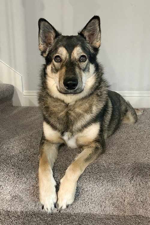 ROOKIE - Husky available for adoption