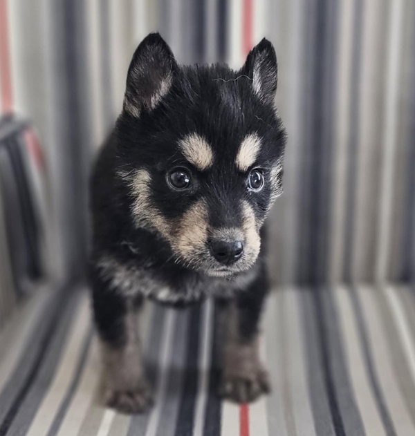 Cubchoo