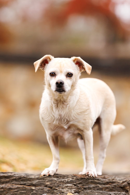 PRECIOUS - Chihuahua / Pug available for adoption