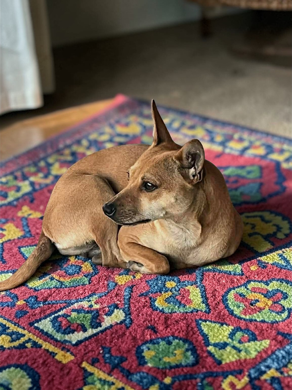 Hazel