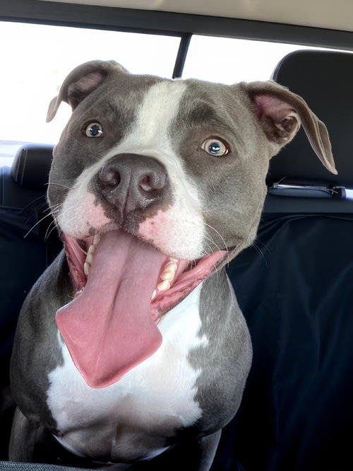 Bleux, an adoptable American Pit Bull Terrier in McKinney, TX