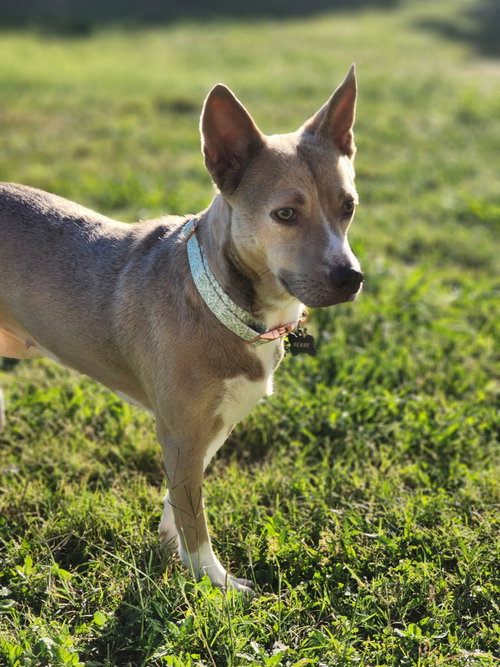 Penny, an adoptable Husky in McKinney, TX