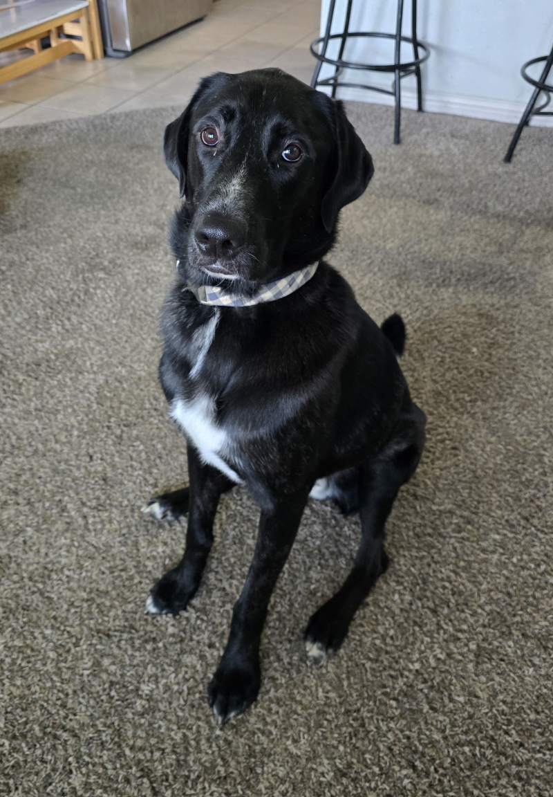 Alfie Image