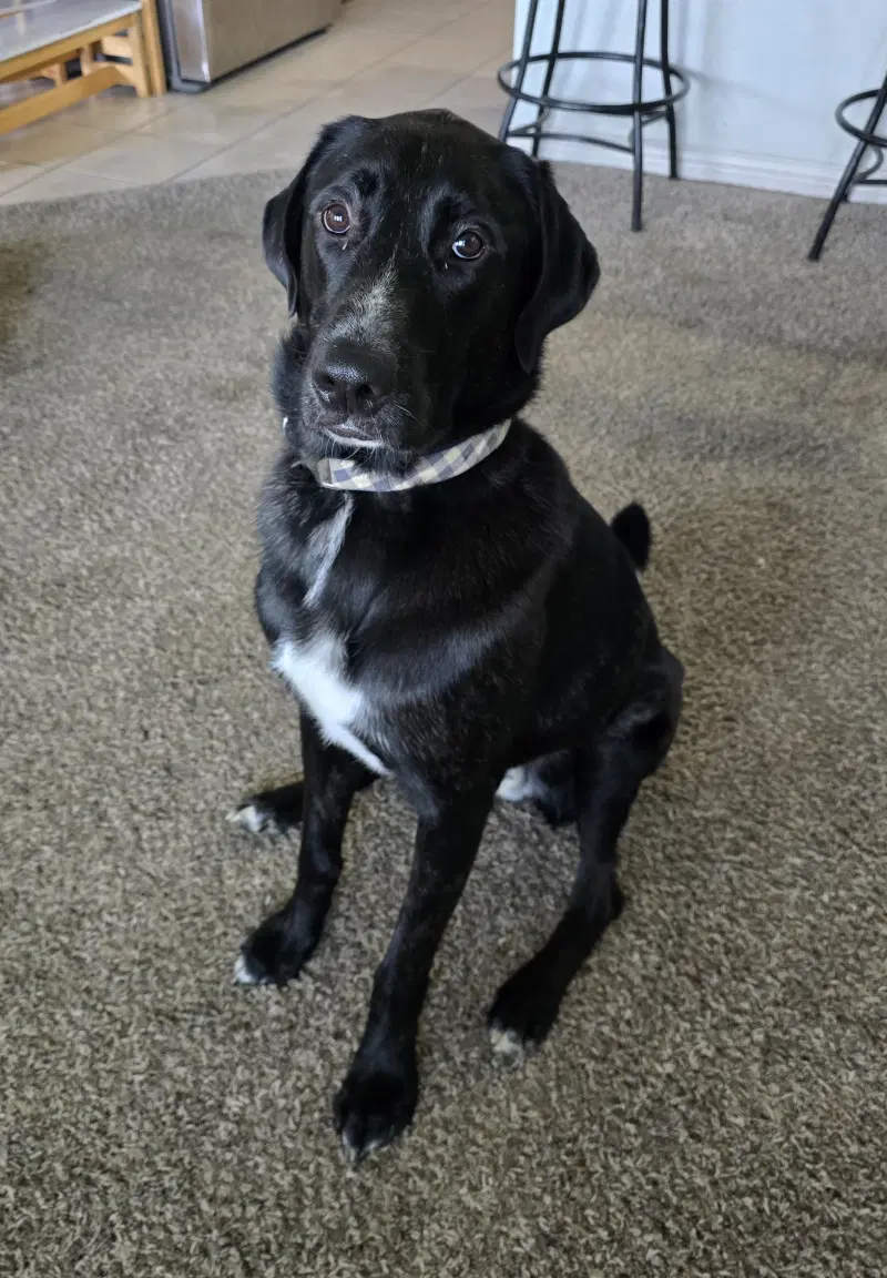 Alfie image 4