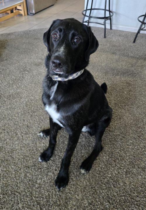 Alfie, an adoptable Great Dane in McKinney, TX
