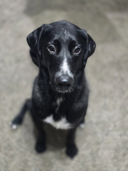 Alfie photo 3
