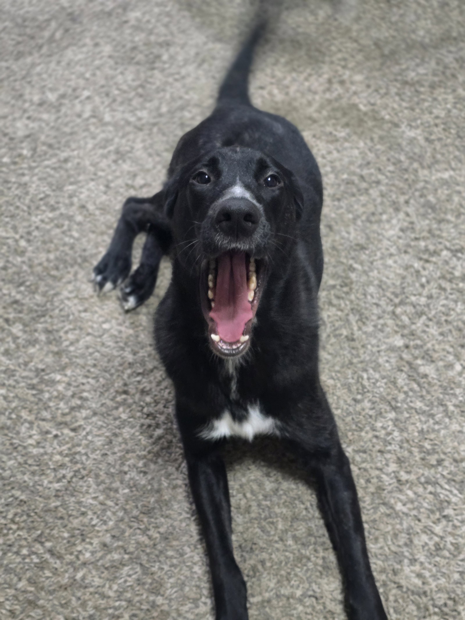 Alfie, photo 8