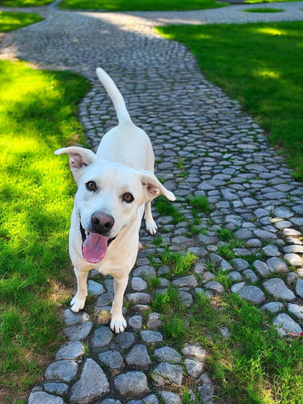 Nala