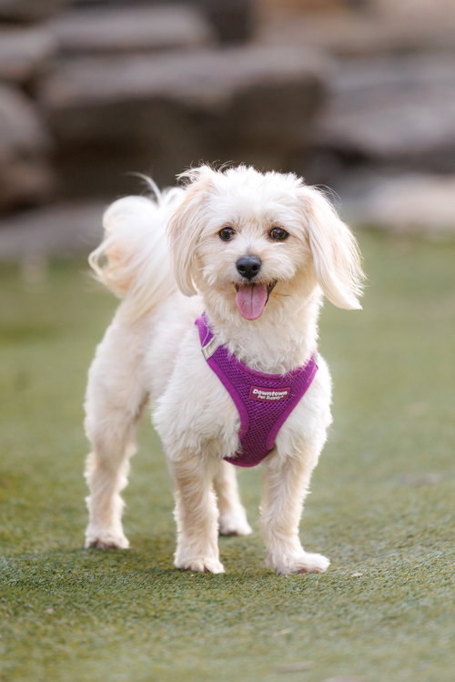Heathcliff, an adoptable Maltese in McKinney, TX