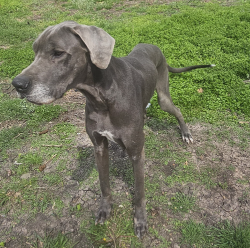 Blue, an adoptable Great Dane in McKinney, TX