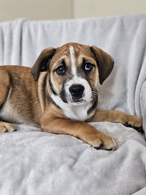 Millie, an adoptable Australian Shepherd in McKinney, TX