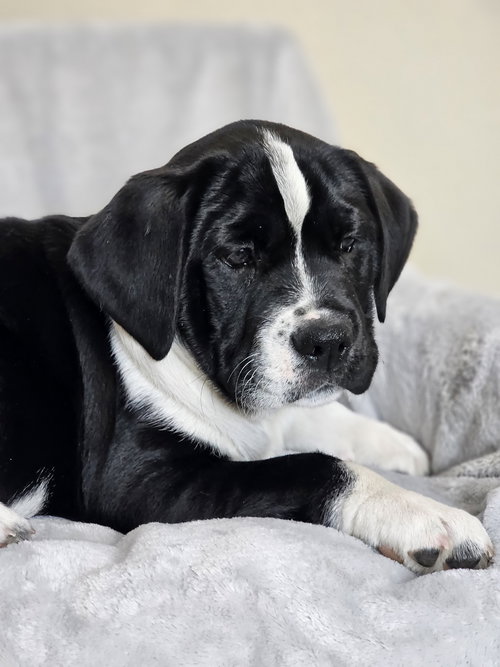 Maria, an adoptable Australian Shepherd in McKinney, TX