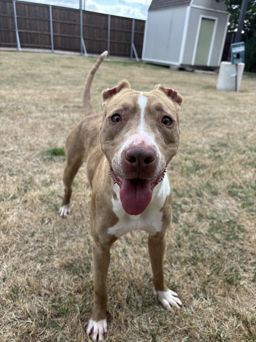 Pebbles, an adoptable American Pit Bull Terrier in McKinney, TX