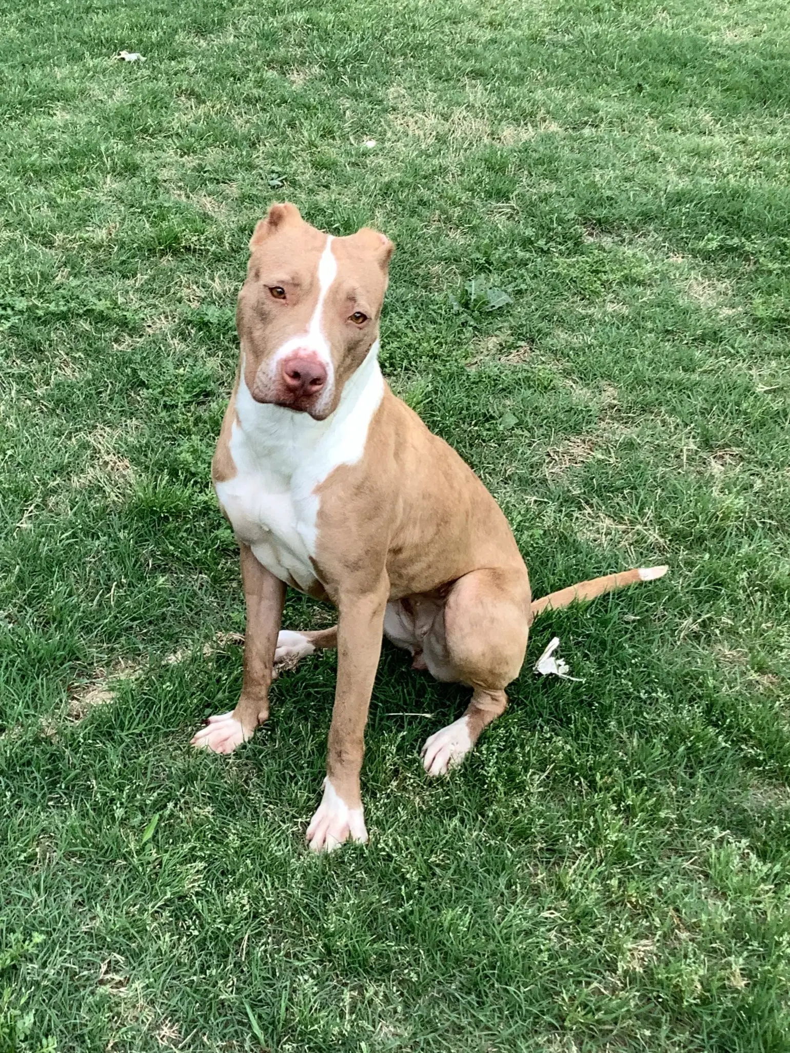 Pebbles - American Pit Bull Terrier