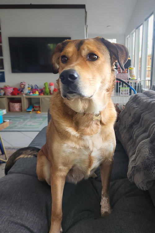 Eevee, an adoptable Labrador Retriever in McKinney, TX