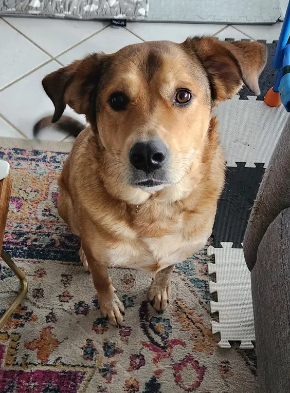 Eevee - Labrador Retriever