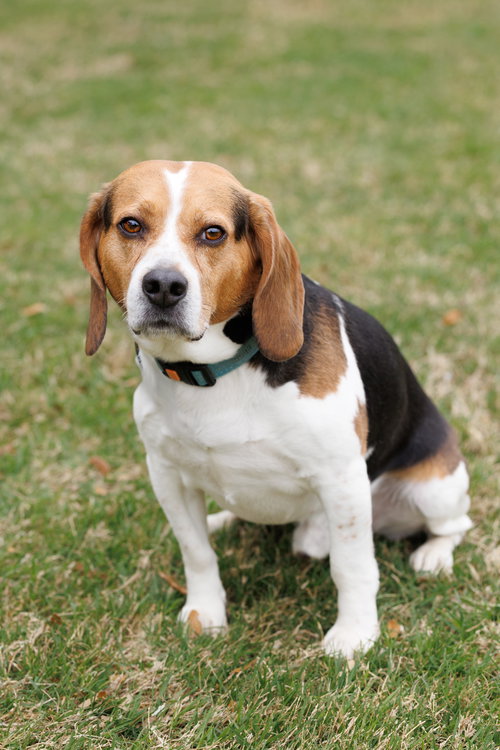 Toby, an adoptable Beagle in McKinney, TX